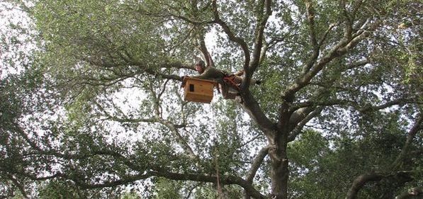 Barn Owl Nest box installation. Copyright Permasystems