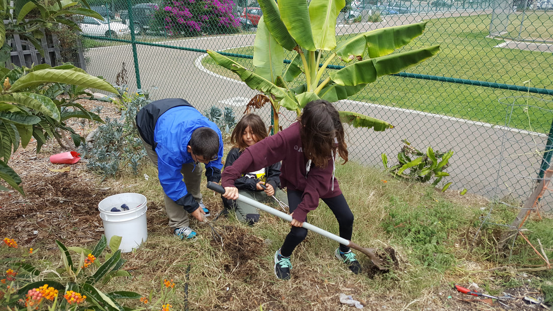 Three kids working in an elementary school garden one sitting one pulling weeds and one shoveling with school track in background in San Diego