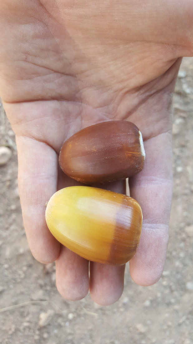 Two huge acorns in person's hand that were collected to make acorn flour in San Diego County which is a tradition of the native Kumeyaay people who are native to the region