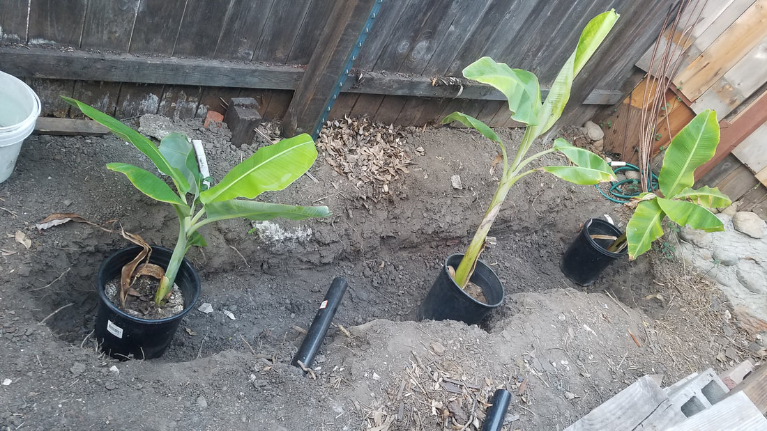 Building greywater system utilizing outdoor shower water for growing three banana plants in Normal Heights, San Diego showing infiltration basin where waterwill drain out of pipe