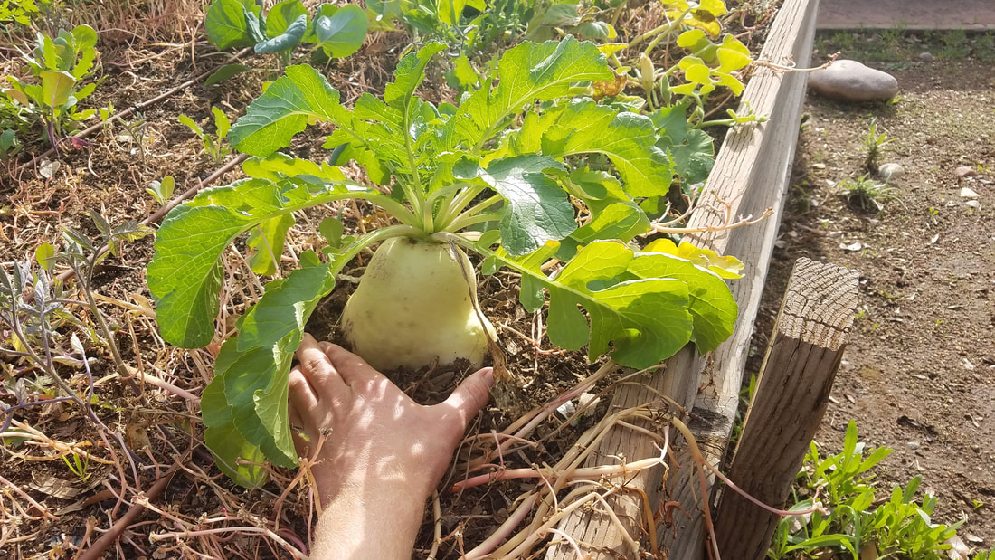 Huge daikon radish Permasystems grew in raised garden bed