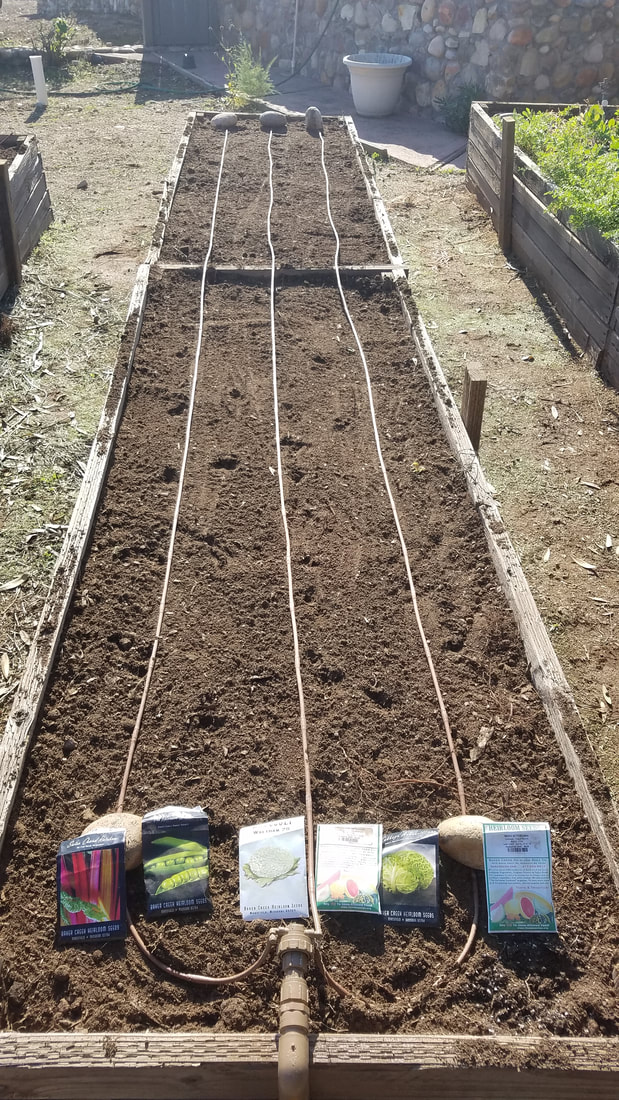 Raised wooden garden bed with freshly prepped soil, seed packets shwoing sowed seeds and drip irrigation lines