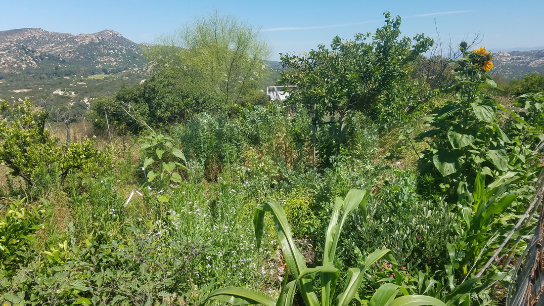 Budding food forest at Pemasystems education and demonstration site in Ramona, San Diego County, California with all kinds and heights of plants growing together