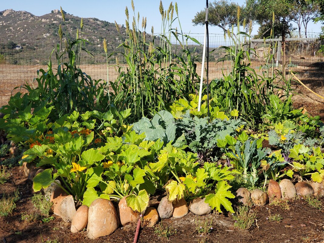 In-ground garden bed planted with sorghum, squash, kale and more in Ramona, CA with round rock border and hills in background