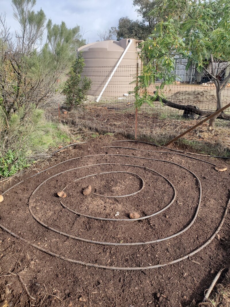 Drip irrigation lines in spiral pattern set on bare dirt with tan five thousand gallon Bushman rainwater harvesting tank in background located in Ramona, San Diego County
