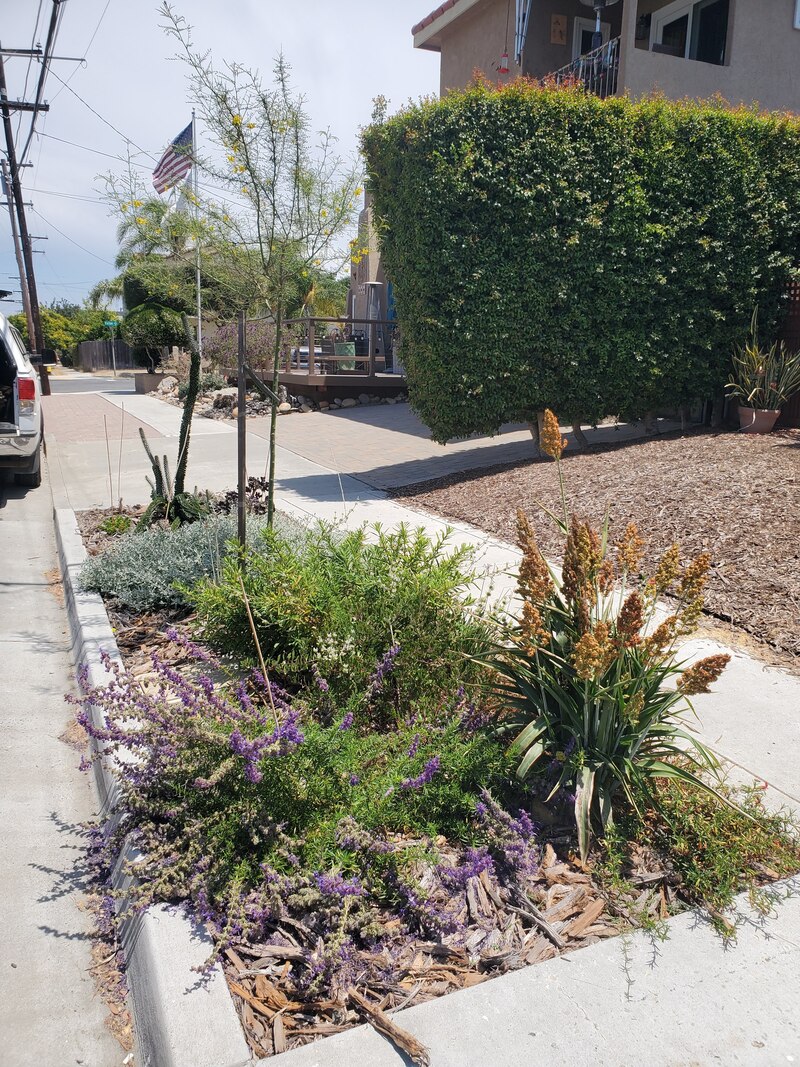 Climate appropriate plants with thick heavy mulch along street in Normal Heights includes a palo verde tree, sorghum, woolly blue curls, succulents, manzanita and sage