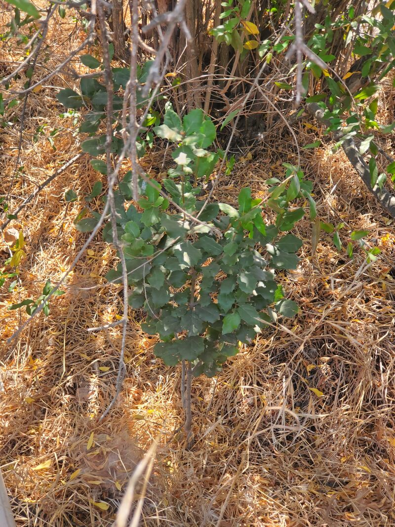 A small coast live oak tree planted by Permasystems