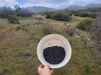 A bucket with black yucca seeds in it with grasslands and hills in background in Ramona, California
