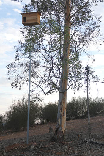 Wooden barn owl nest box installed on top on vertical metal pole in ground next to eucalyptus tree in Ramona, San Diego County, California