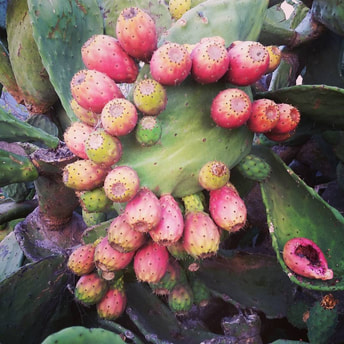 Prickly pear cactus pad and fruit. Copyright Permasystems
