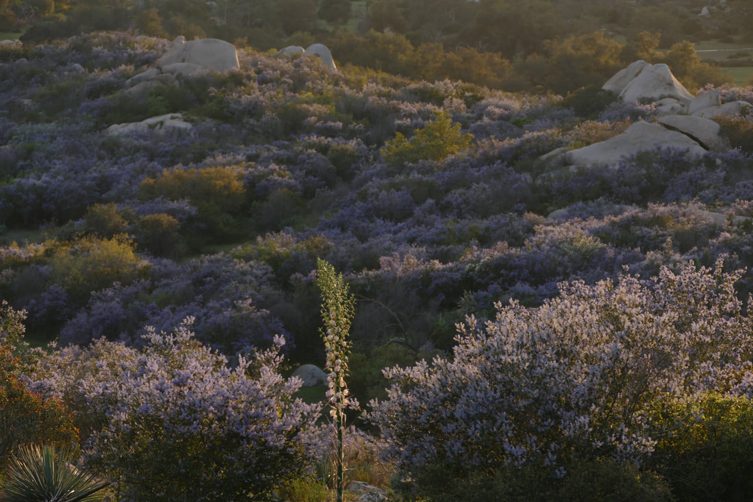 San Diego County wildflowers blooming in Ramona. Copyright Permasystems