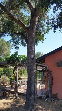 Native Coast Live Oak tree planted in Ramona, CA. Copyright Permasystems 2017